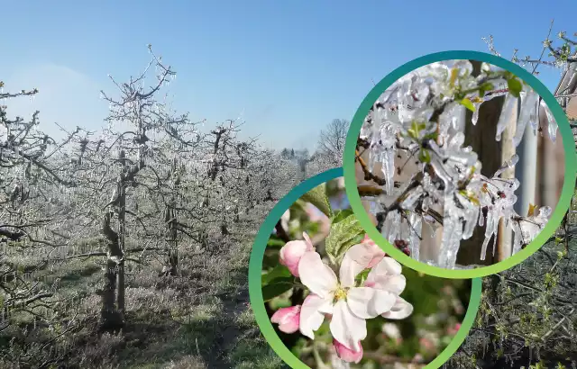 Zarówno rolnicy, jak i sadownicy z niepokojem oglądają kolejne prognozy pogody i swoje pola każdego ranka. Zazwyczaj o świcie temperatura jest najniższa.