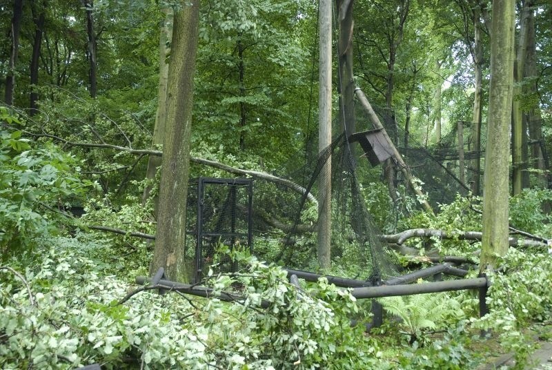 Kraków. Duże zniszczenia w zoo po nawałnicy. Uciekły dwa ptaki [ZDJĘCIA, WIDEO]