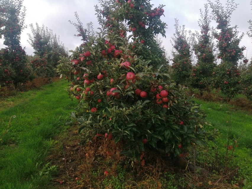 Jabłkowe żniwa w sandomierskich sadach trwają na dobre....