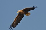 Na terenie Regionalnej Dyrekcji Lasów Państwowych w Radomiu powstają kolejne strefy ochrony ostoi ptaków - bielika i bociana czarnego