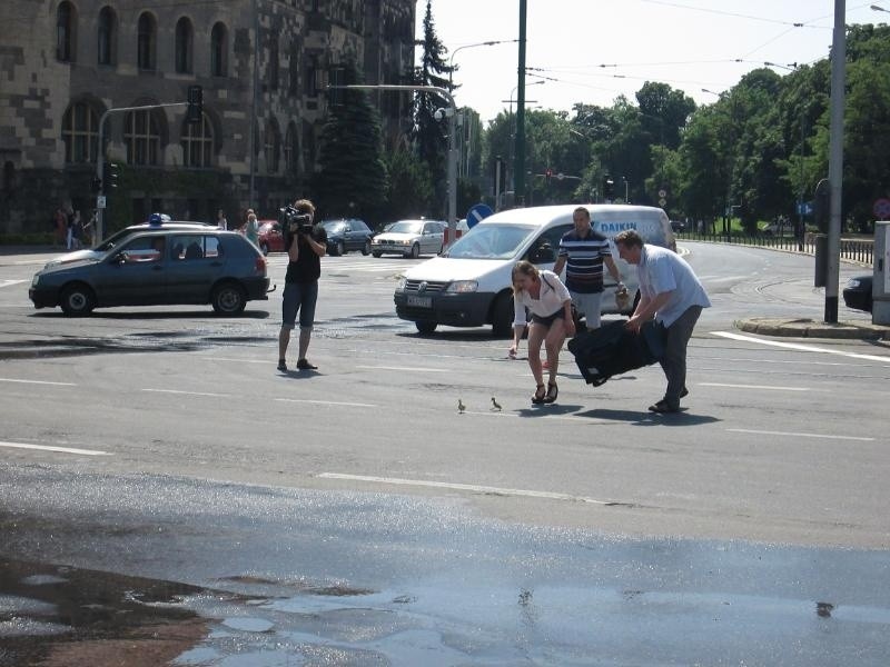 Kaczki na Świętym Marcinie