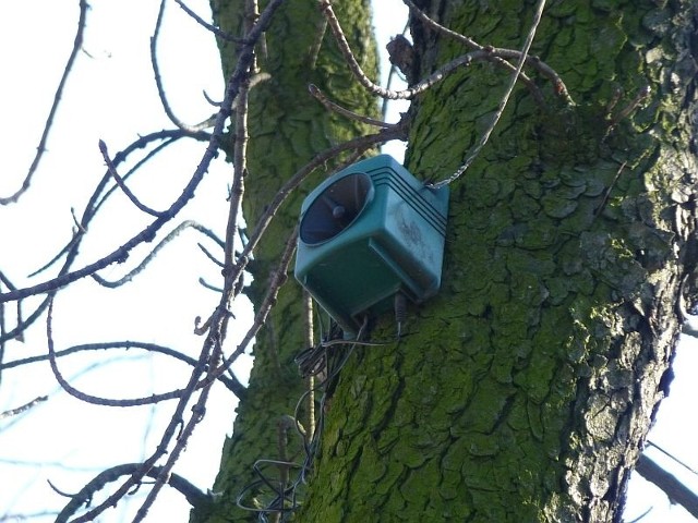 Urzędnicy uruchamiają to urządzenie, by odstraszyć gawrony, które na kasztanowcach przy ulicy Sienkiewicza budują swoje gniazda.