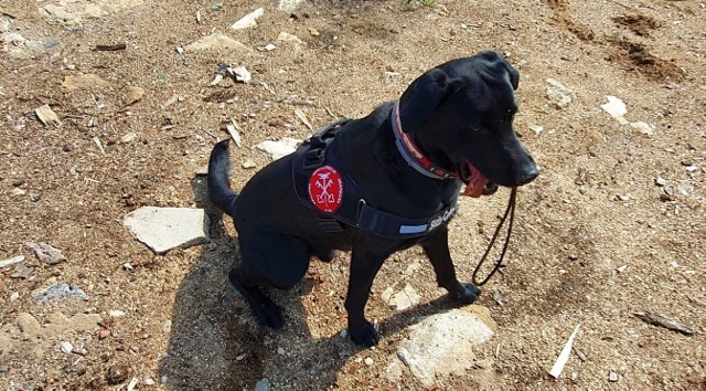 Hunter - pies Krajowej Administracji Skarbowej z Opola - znalazł narkotyki ukryte m.in. w sejfie, pomiędzy starym sprzętem RTV i złomem samochodowym.