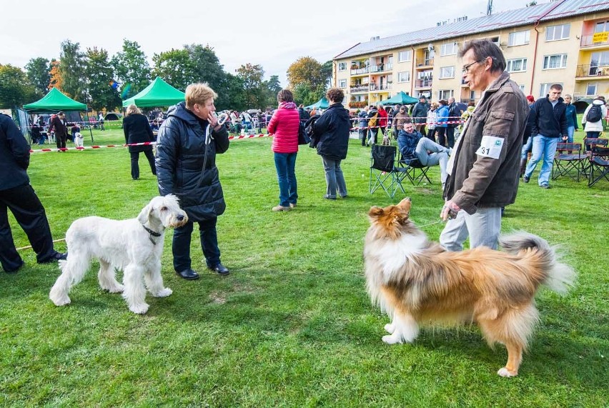 Wystawa psów w Darłowie 
Wystawa psów w Darłowie