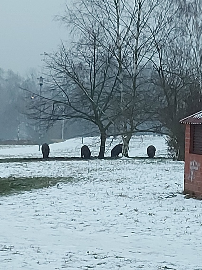 Kandydatura dzików z Jeziorka Słonecznego do honorowego...