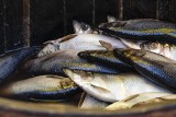 Zakaz połowu śledzi na Bałtyku? Komisja Europejska zdecydowała. Polscy rybacy mogą być zadowoleni, te ryby będzie można łowić od nowego roku