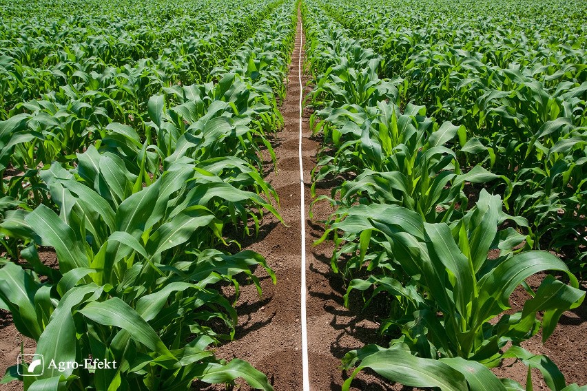  Firma Agro-Efekt oferuje nowoczesne i kompleksowe rozwiązania dla rolnictwa w Polsce