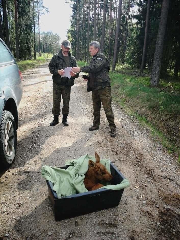 Nadleśnictwo Żednia: Kilkudniowy łoś został porzucony przez matkę. Uratowali go leśnicy (zdjęcia)