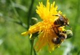 Uśmiercił pszczoły opryskiem. Pszczelarze ucierpieli przez rolnika
