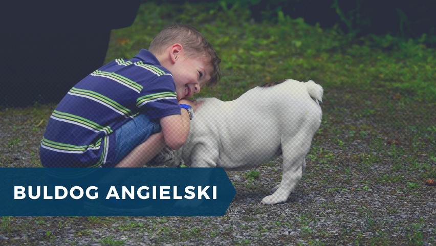 BULDOG ANGIELSKI...