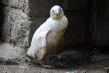 Kokosanka pingwinem roku. Ptak z gdańskiego zoo bije rekordy popularności