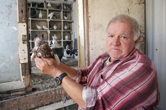 Pan Bogdan od 40 lat hoduje gołębie, a sąsiedzi to akceptują. Teraz, gdy jest schorowanym emerytem, urzędnicy chcą go pozbawić ukochanych ptaków