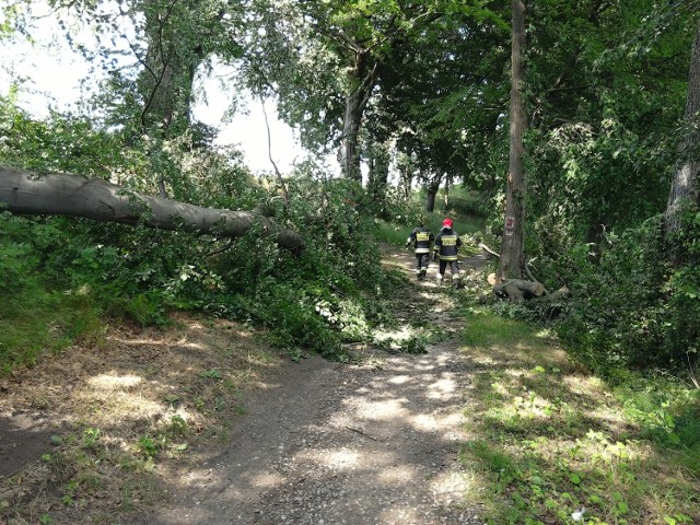 Usuwanie złamanego drzewa na ścieżce koło ulicy Różanej