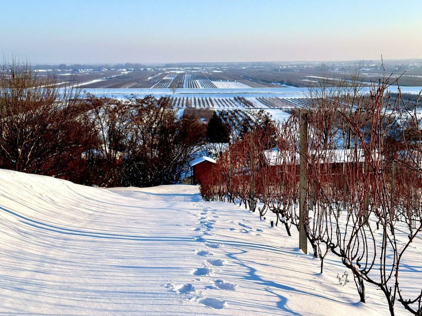 Sandomierski Szlak Winiarski w zimowym śnie. Co dzieje się w tym czasie w winnicach? 