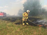 Od początku lipca w gaszeniu pożarów traw wzięło udział blisko 150 strażaków. Sucha jak pieprz trawa i ogień, to przepis na nieszczęście