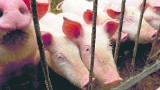 Świnie wychodzą z dołka, najwięcej za żywiec dostają opolscy rolnicy