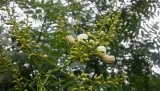 Perełkowiec japoński (sofora chińska) – drzewo obrastające „perłami”