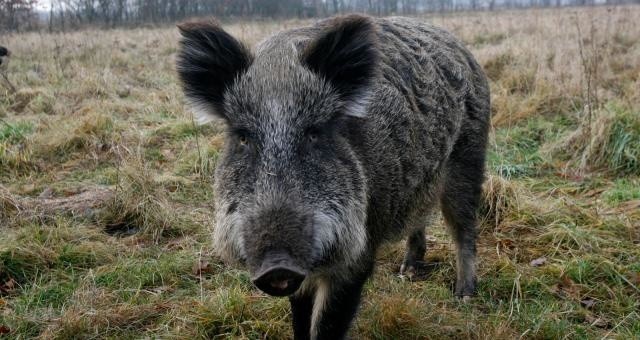 Odstrzelili dzika we Wrzeszczu. Mieszkańcy zaniepokojeni, urząd tłumaczyMieszkańcy Wrzeszcza alarmują, że  na terenie osiedla przy ul. Słowackiego myśliwy zastrzelił w poniedziałek dzika.