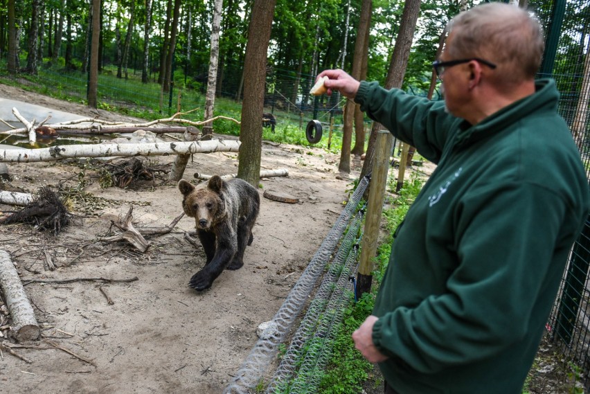 Leżak: Baloo, przybij piątkę! Cisna lubi owoce, ryśki wolą...