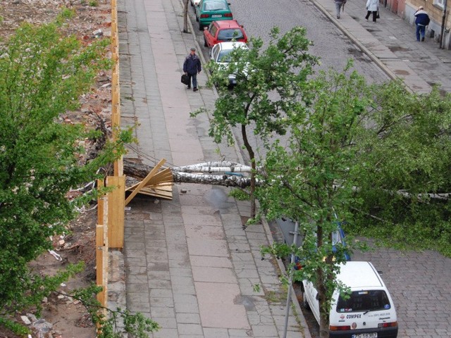 Powalone drzewo na ul. Zeromskiego w Slupsku. Zdjecia internautów.