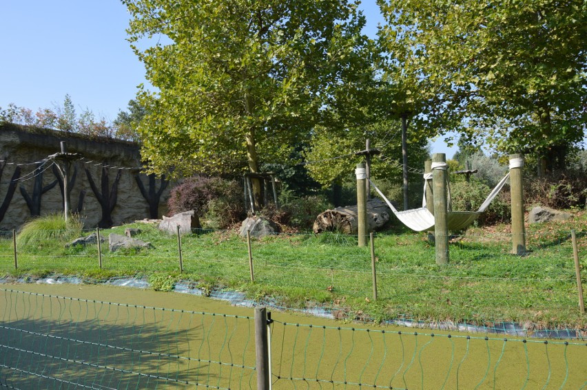 Goryle w opolskim zoo od niedawna mają plac zabaw na...