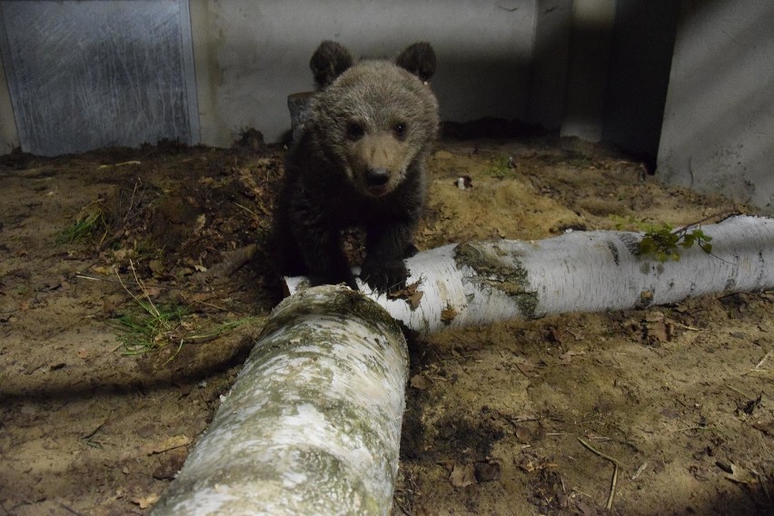 Tak wygląda nowy, poznański dom niedźwiedzicy Puchatki [FOTO,WIDEO]