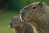 Kapi i Bara: przedstawiamy młode oliwskie... kapibary. Oczywiste rozwiązanie nazewnicze najbardziej spodobało się internautom