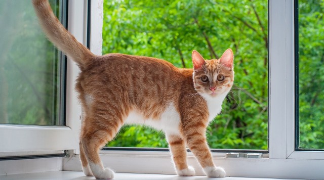 Kot to stworzenie ciekawe świata, dlatego szczególnie wiosną i latem musimy zadbać o bezpieczeństwo naszego futrzanego domownika. Kupując okienne i balkonowe zabezpieczenia wybierajmy produkty solidne, które są dedykowane dla kotów.