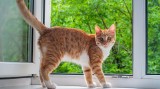 Jak zabezpieczyć okna, gdy w domu jest kot? Kratka czy siatka dla kota? Zadbaj o bezpieczeństwo futrzaka