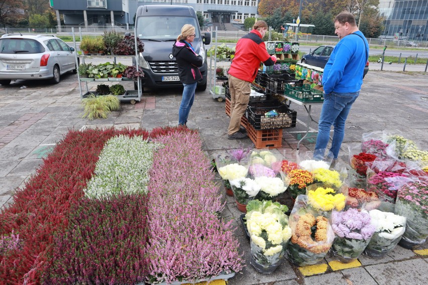 Łódź: Gratka dla miłośników ogrodów. Sprzedawcy oferują ciekawe rośliny w dobrych cenach 