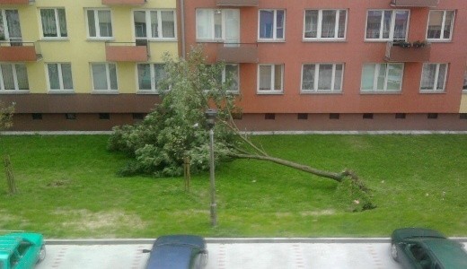 Powalone drzewa we Włocławku na ulicy Toruńskiej po przejściu nawałnicy