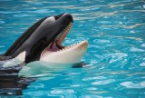 Niesamowity moment, kiedy mała orka uczy się polować na delfiny-WIDEO