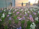 Krokusy i hiacynty przy Muzeum Śląskim. Kwiaty zakwitły w kwietniu 2019. Wiosna w Katowicach jest piękna