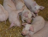 Będzie pomoc dla rolników produkujących świnie w cyklu zamkniętym