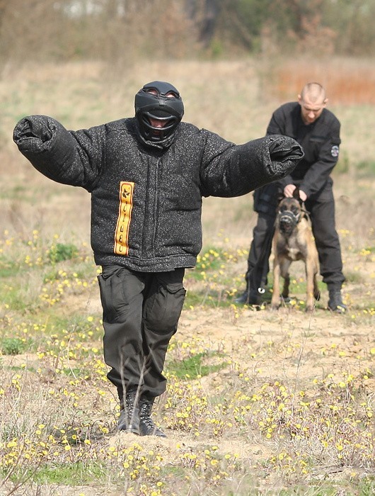 Owczarek belgijski Malinois w slupskiej policji. Ma na imie...