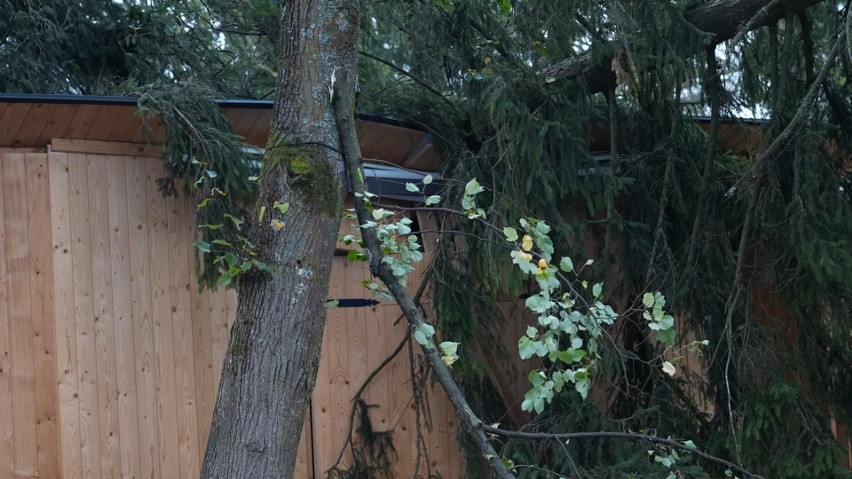 Halny na Podhalu. Silny wiatr przewracał drzewa w Zakopanem. Ostrzeżenie IMGW dla południa Polski obowiązuje do soboty
