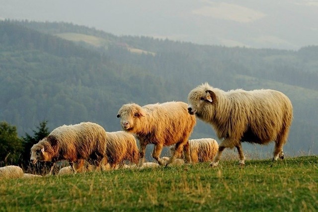 Owca plus na kolejne 5 lat: będzie wynagrodzenie za wypas owiec