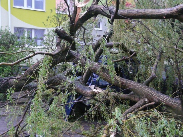 Burze w Łódzkiem przewidywali na piątkowy wieczór i noc z piątku na sobotę synoptycy. Na zdjęciu - skutki niedawnej burzy w Skierniewicach.