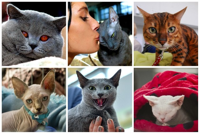 Specjalnie dla naszych Czytelników zebraliśmy zdjęcia najpiękniejszych kotów, które w ciągu ostatnich kilku lat przewinęły się przez wystawy w województwie kujawsko-pomorskim. Zapraszamy do oglądania! Czyż nie są cudowne?Polecamy: Czy jesteś prawdziwym miłośnikiem kotów? [PSYCHOTEST]