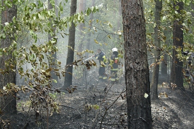 Pożar lasu w Bobrku pod Oświęcimiem to było podpalenie [ZDJĘCIA]