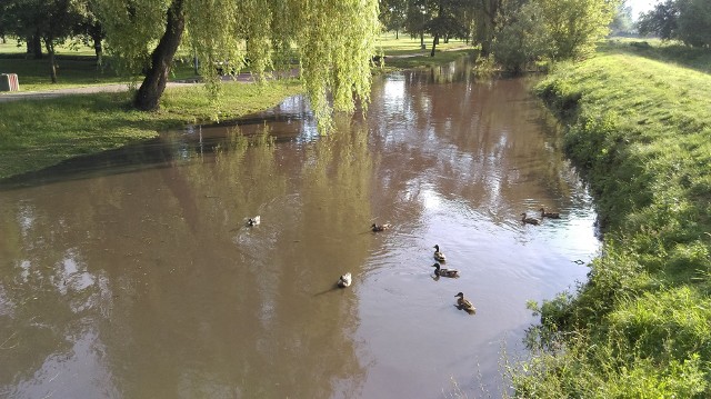 Podczas czwartkowej burzy znowu wezbrała przepływająca przez Białystok rzeka Biała. Tym razem jednak nie wystąpiła z brzegów. Zabrakło dosłownie centymetrów. Na zdjęciu: rzeka Biała w Parku Antoniuk.