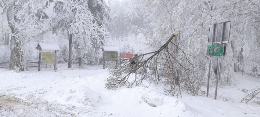 Pod naporem mokrego śniegu łamią się drzewa w dolnośląskich...