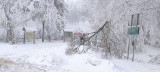 Zakazy wstępu do lasu na Dolnym Śląsk. Drzewa i konary łamią się jak zapałki, winna okiść