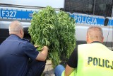 Policja zlikwidowała dwie nielegalne uprawy konopi indyjskich w Łowiczu
