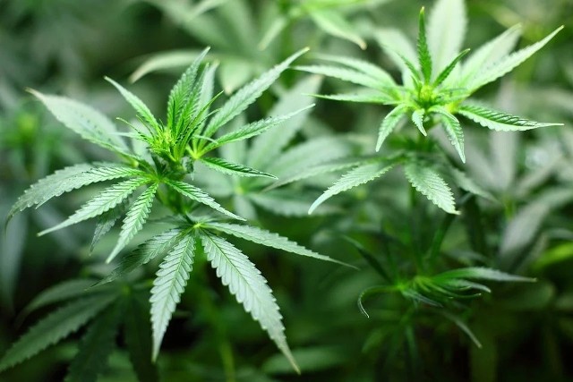 Policja w Zabrzu zlikwidowała nielegalną uprawę marihuany