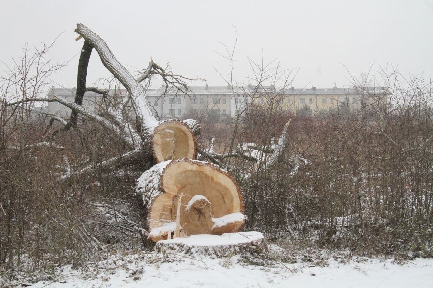 Wycinają drzewa pod budowę ulicy Pileckiego w Kielcach (ZDJĘCIA)