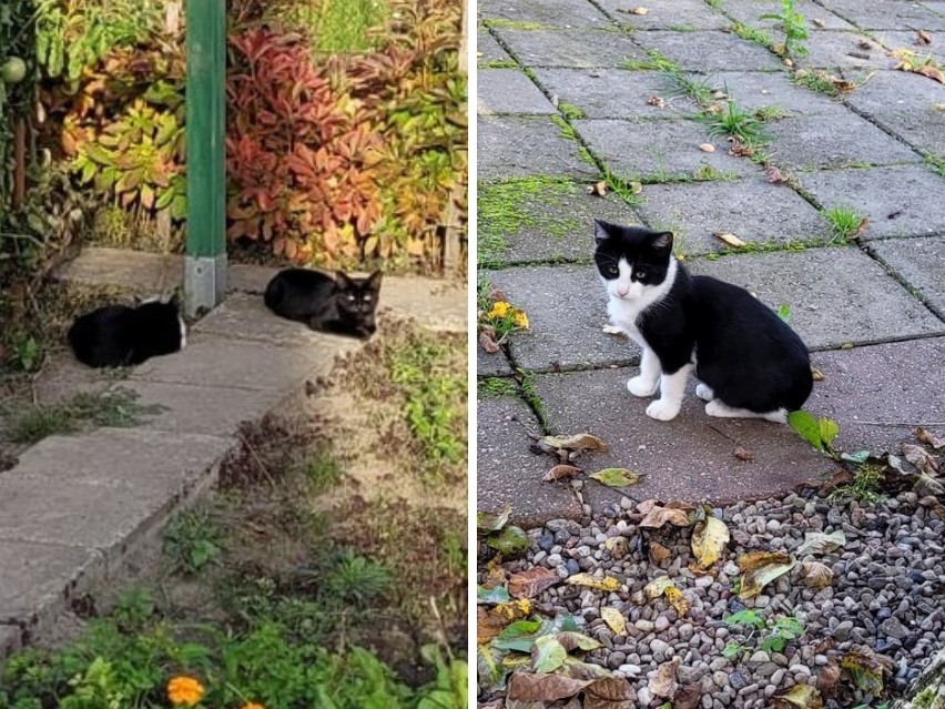 Trzy kociaki: czarno-biały, szary i czarny jak smoła, w...