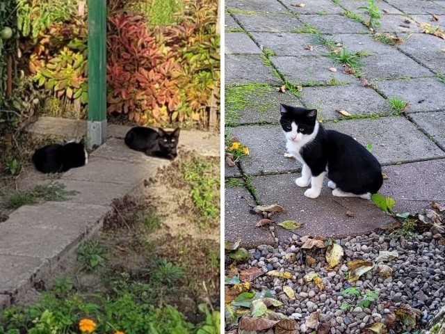 Trzy kociaki: czarno-biały, szary i czarny jak smoła, w wieku około 5 miesięcy szukają dobrego domu.