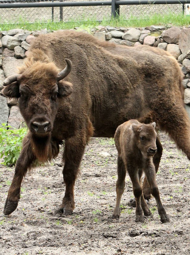 Żubrzyca Polewka ze swoim ostatnim dzieckiem, synem Polomirem, który urodził się w toruńskim Ogrodzie Zoobotanicznym wiosną 2013 roku