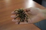 Tak wygląda wystawa pająków i skorpionów w Lewinie Brzeskim. Będzie dostępna dla mieszkańców do niedzieli. Jest co oglądać! [ZDJĘCIA]